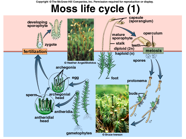 moss_life_cycle