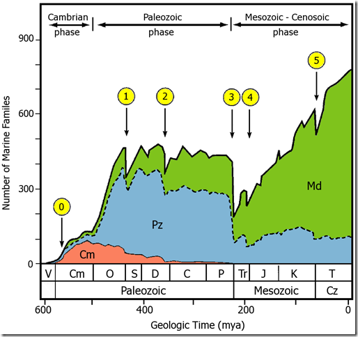 Above is Sepkoski’s Curve, indicating major marine fauna diversity through the Cambrian to Tertiary. The colours indicate the numbers of families belonging to the Cambrian, Palaeozoic and Mesozoic ( or modern). The numbers indicate the ‘big five’ extinction events: Ordovician-Silurian, Late Devonian, Permian-Triassic, Triassic-Jurassic and Cretaceous-Palaeogene (the dino killer). These will be discussed in more details in a subsequent post.
