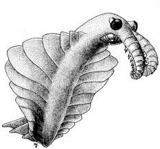 cambrian1