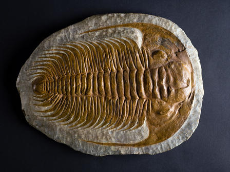 Trilobite, Paradoxides gracilis, risalente al Cambriano. Campione visibile all'American Museum of Natural History © AMNH/D. Finnin