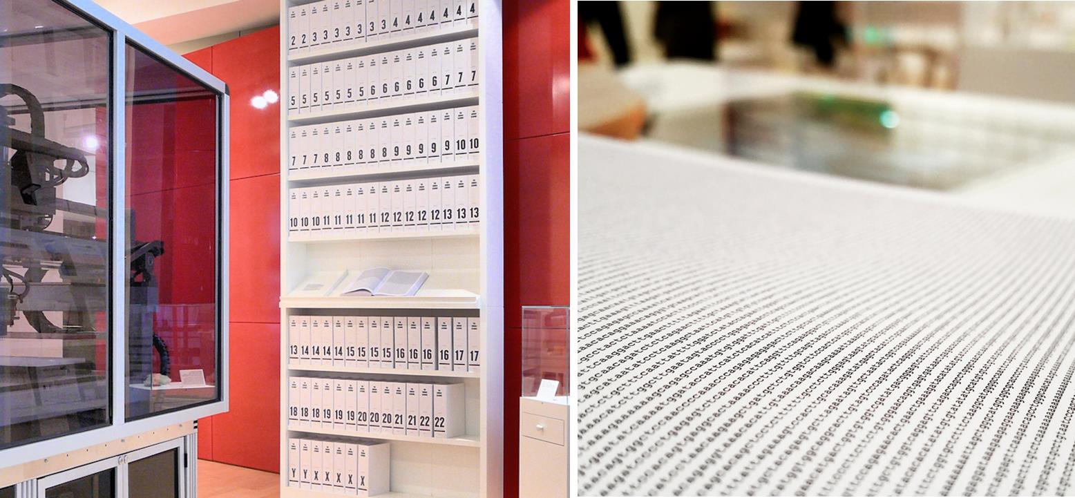 genoma umano stampato in mostra alla "Wellcome Human Genome Library" di Londra (Sinistra: Russ London, Destra: Wellcome Collection)