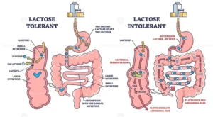 digestione del lattosio e assorbimento nel tratto digerente umano