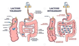 digestione del lattosio e assorbimento nel tratto digerente umano