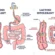 digestione del lattosio e assorbimento nel tratto digerente umano