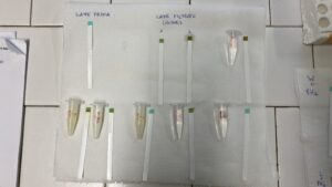 misura della concetrazione di glucosio nel latte (assente) e nel latte trattato con lattasi (presente); in una soluzione di glucosio (presente); in campioni di latte trattati come i campioni di test ma senza aggiunta dell'enzima lattasi (assente)